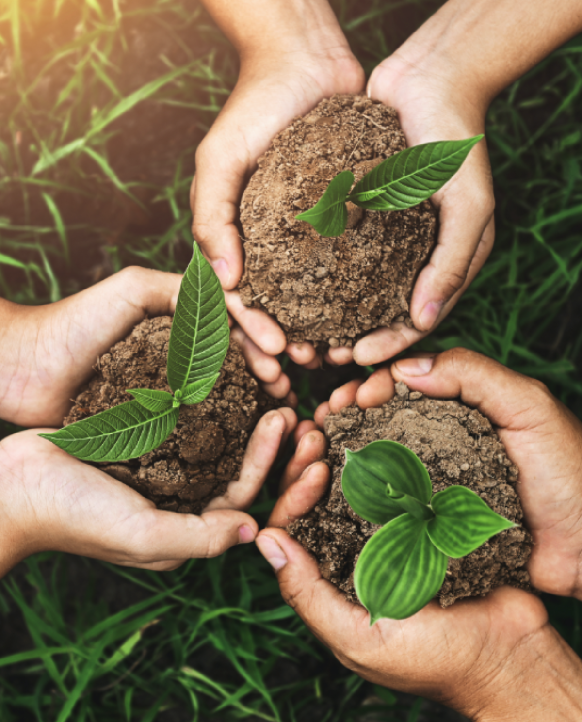 Bilde skolen skal bidra til - hender med plante